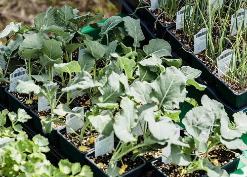 vente-plants-jardin-mille-pas